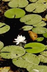 water lily